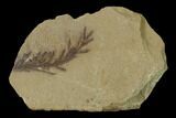 Dawn Redwood (Metasequoia) Fossil - Montana #135748-1